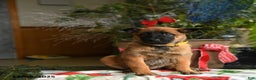 Belgian Malinois dogs for sale: Lemon - Ad 5