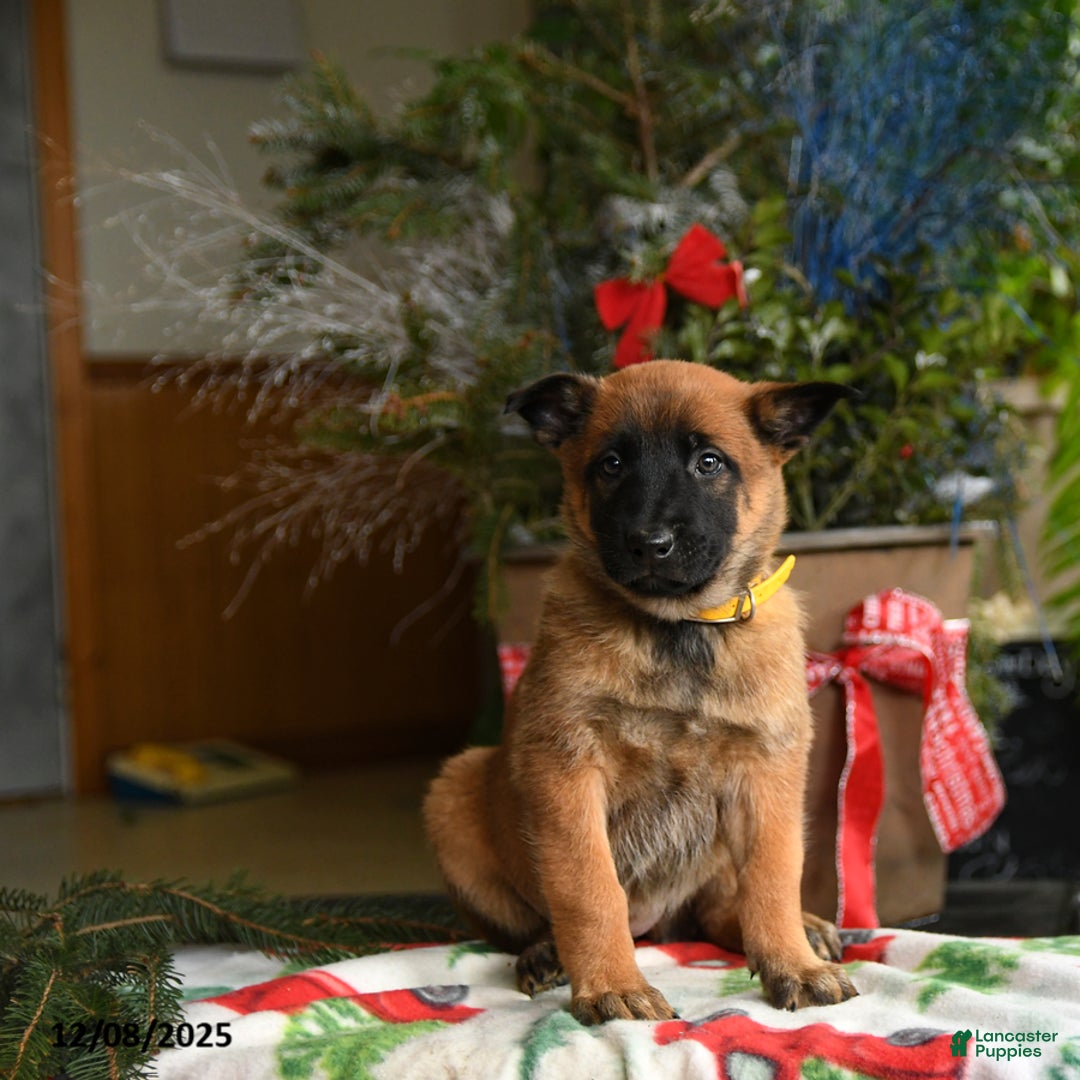 Belgian Malinois dogs for sale: Lemon - Ad 5