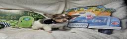 Chihuahua dogs for sale: Ali Babba (long-hair) - Ad 4