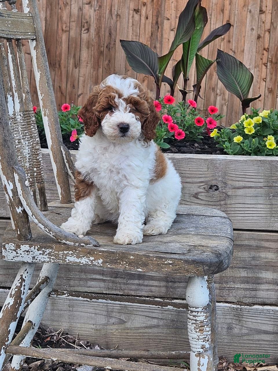 Mini Goldendoodle dogs Sasha - Ad 1