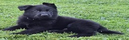 German Shepherd dogs for sale: Elvis - Ad 1