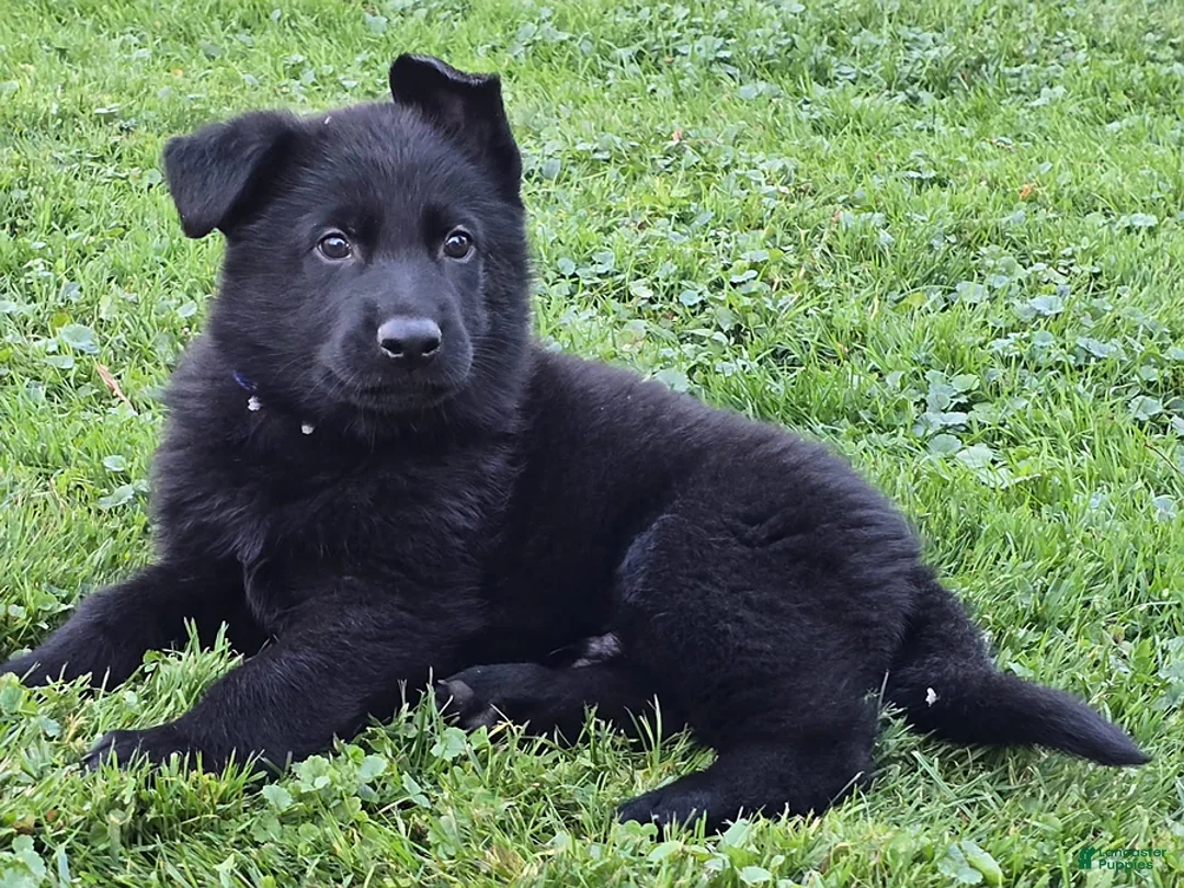 German Shepherd dogs for sale: Elvis - Ad 1