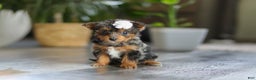 Yorkiepoo dogs for sale: J'adore - Ad 7