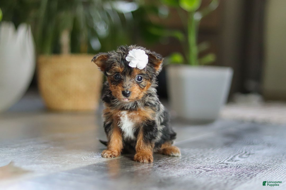 Yorkiepoo dogs for sale: J'adore - Ad 7