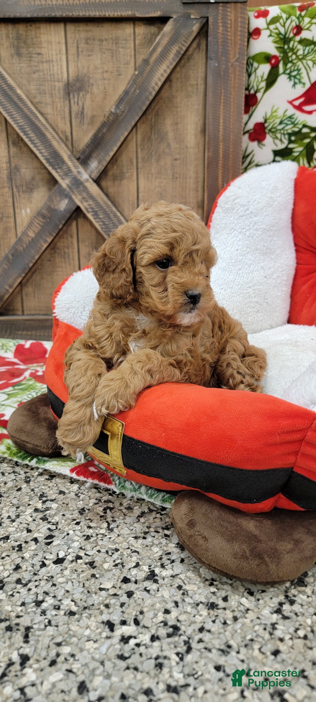Cavapoo dogs for sale: Santa - Ad 4