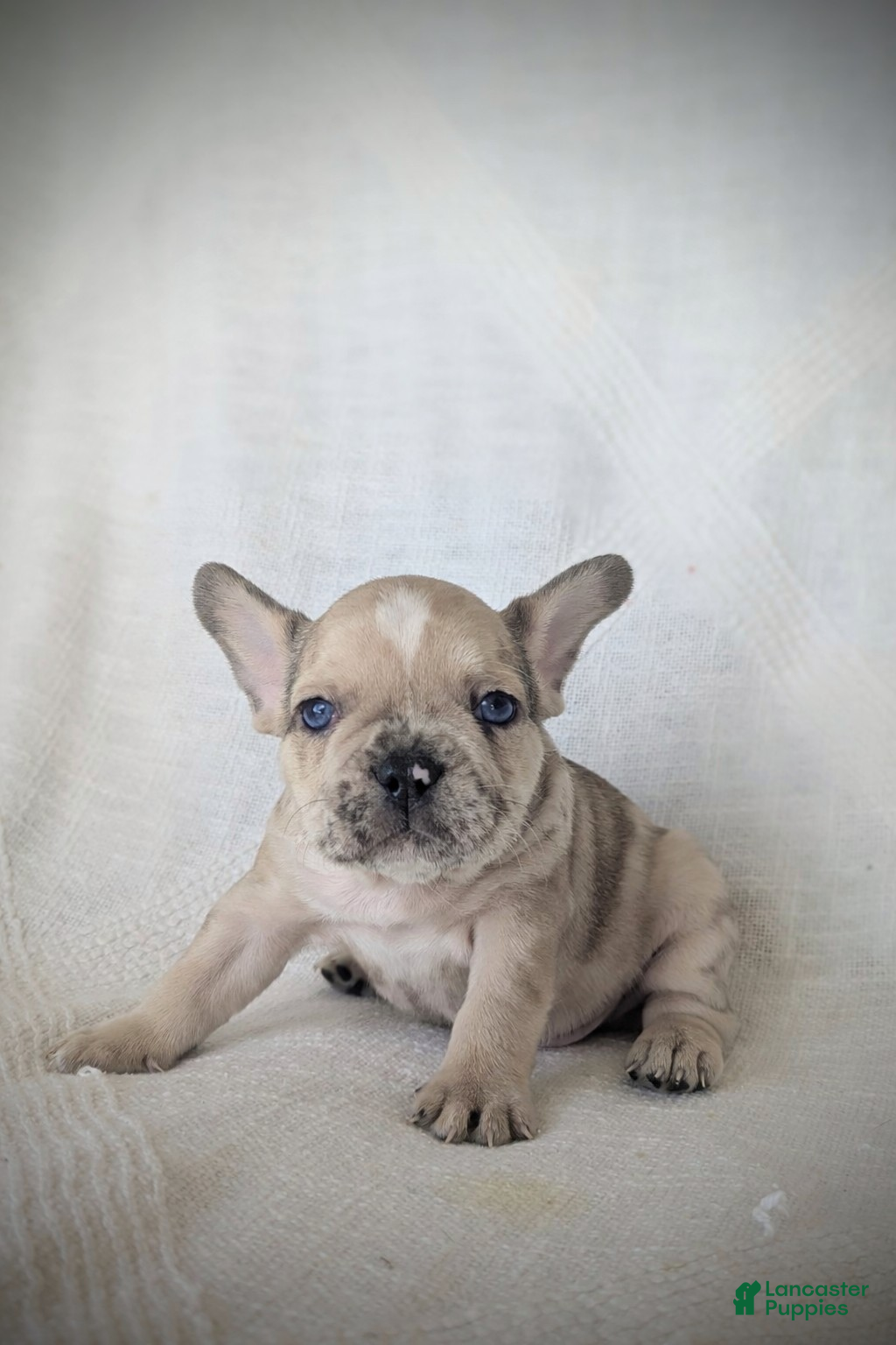 French Bulldog dogs Boomer - Ad 20