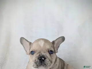 French Bulldog dogs Boomer - Ad 11