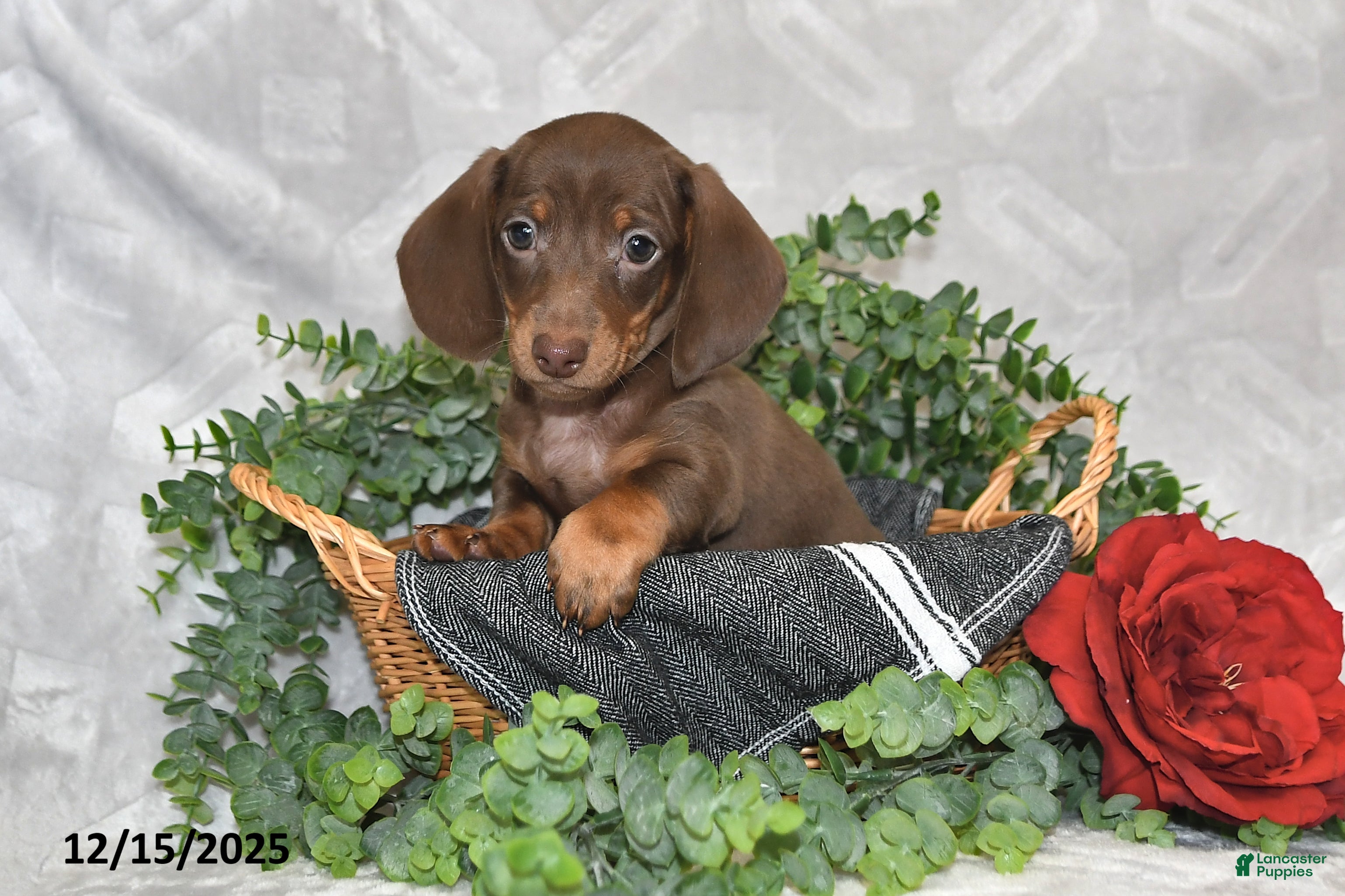 Dachshund dogs Dakota - Ad 38