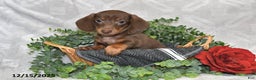 Dachshund dogs for sale: Dakota - Ad 1