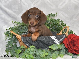 Dachshund dogs Dakota - Ad 41