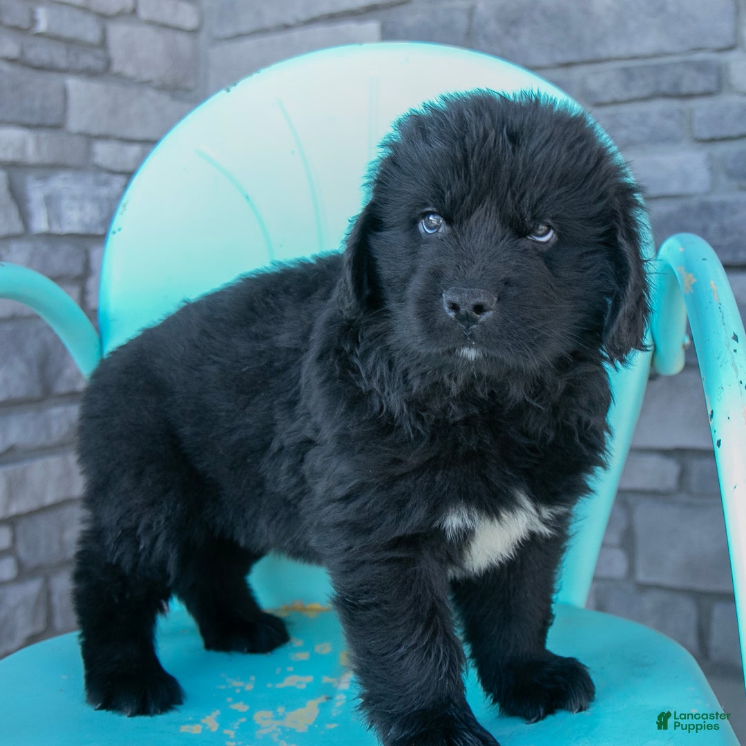 Newfoundland dogs for sale: Hugo - Ad 3