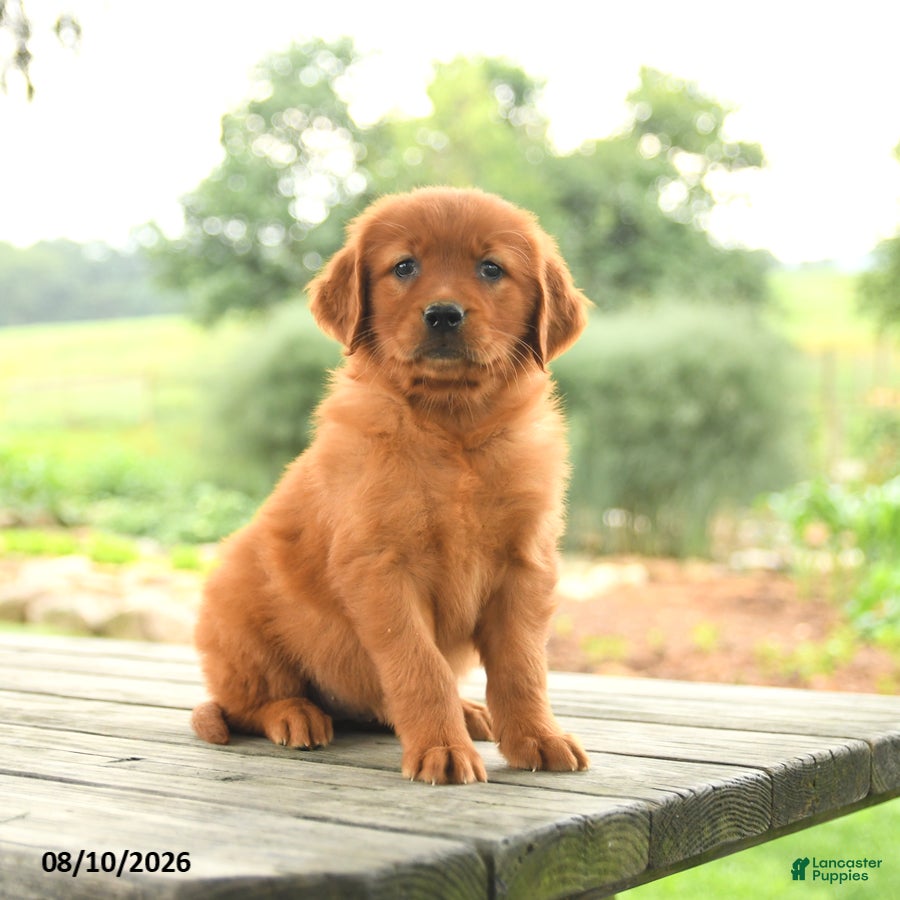 Golden Retriever dogs Zoey - Ad 1