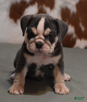 English Bulldog dogs BESS, BLUE TRI FEMALE - Ad 8