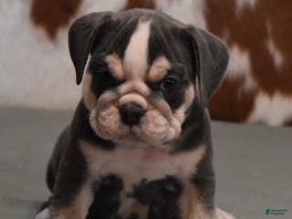 English Bulldog dogs BESS, BLUE TRI FEMALE - Ad 13