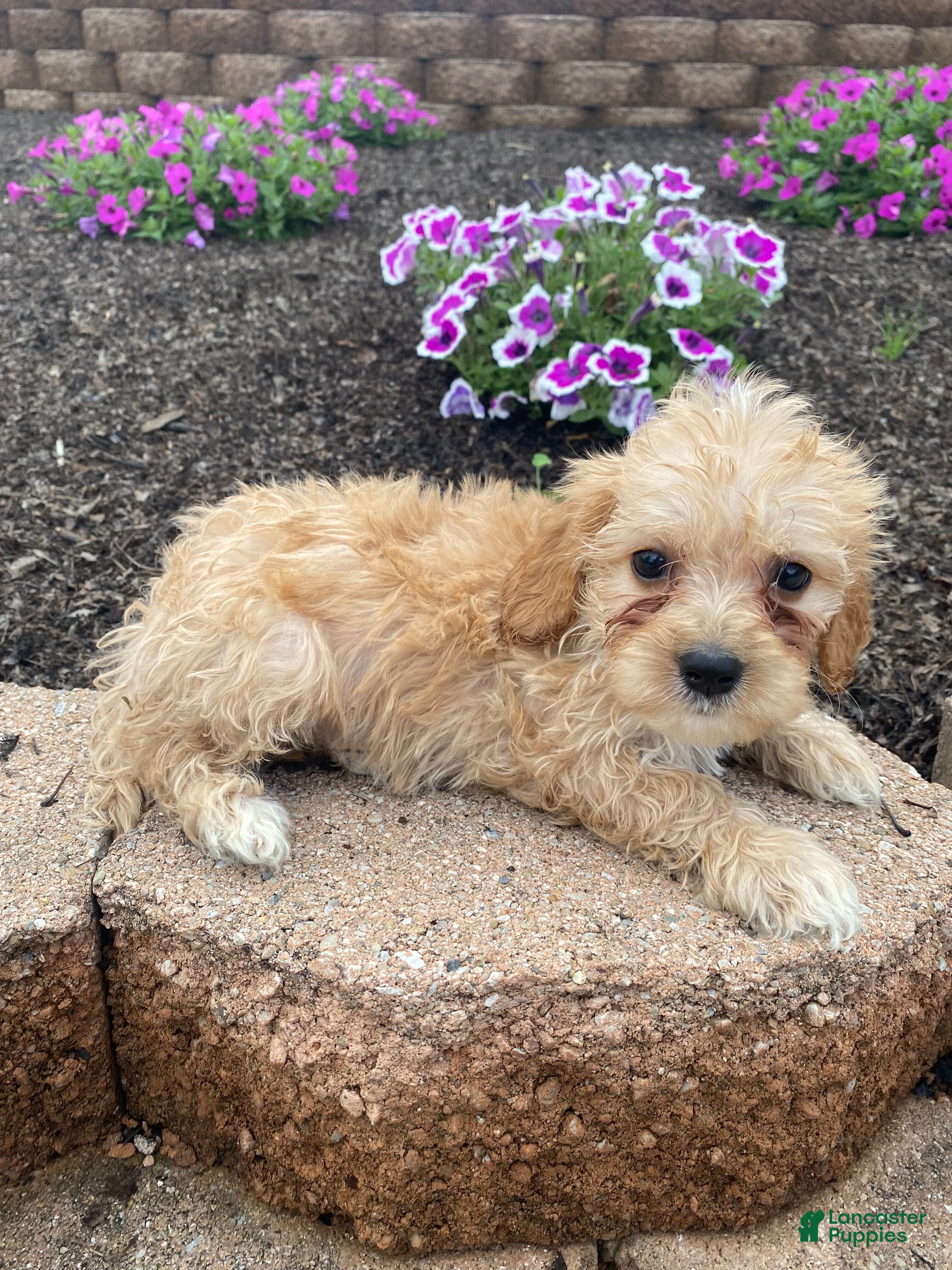 Cavapoo dogs Millie - Ad 1