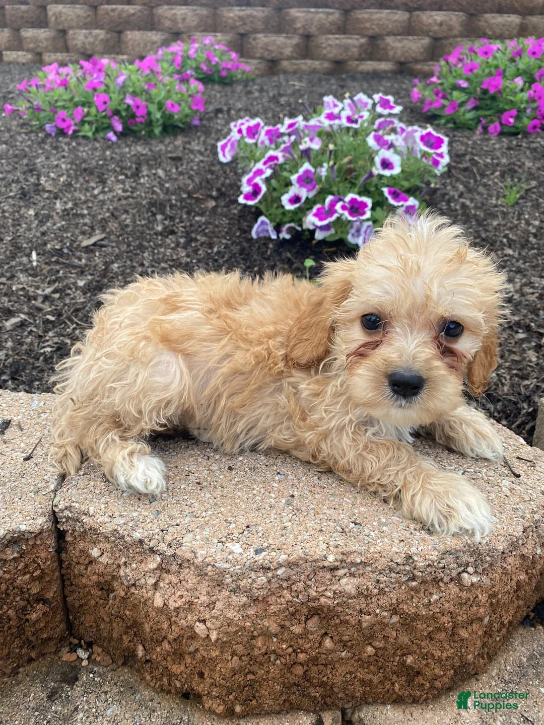 Cavapoo dogs for sale: Millie - Ad 1