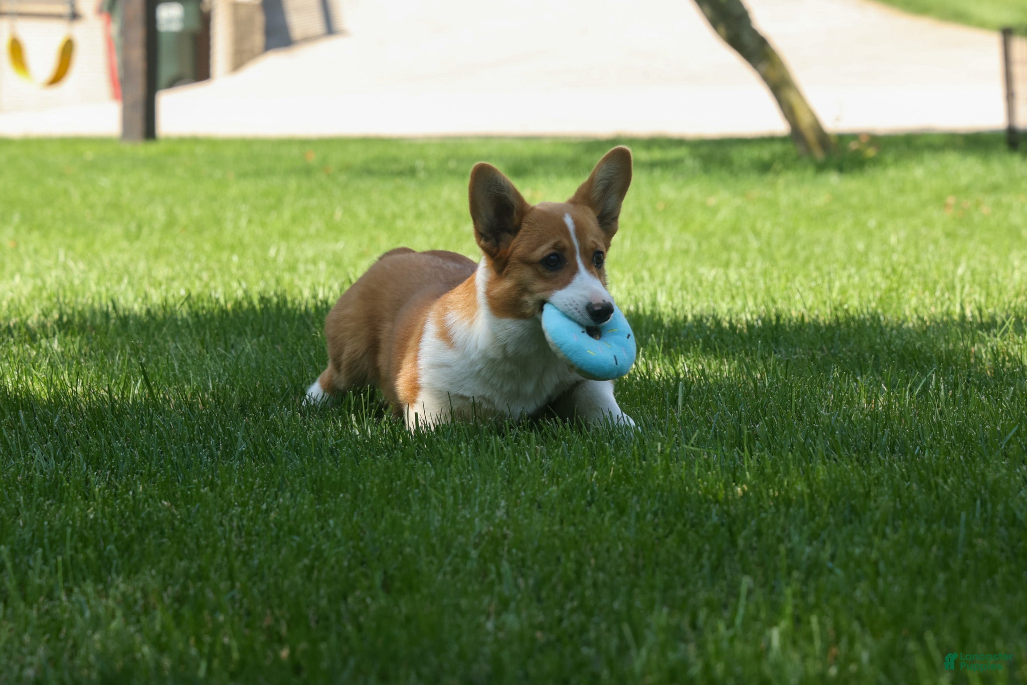 Welsh Corgi Pembroke dogs 🐾 MEET WREN 🐶❤️ - Ad 1