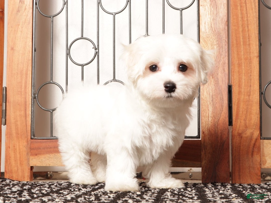 Maltese dogs for sale: Winnie ACA Female Maltese  - Ad 3