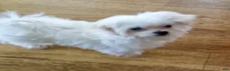 Maltese dogs for sale: Teacup Trayson - Ad 1
