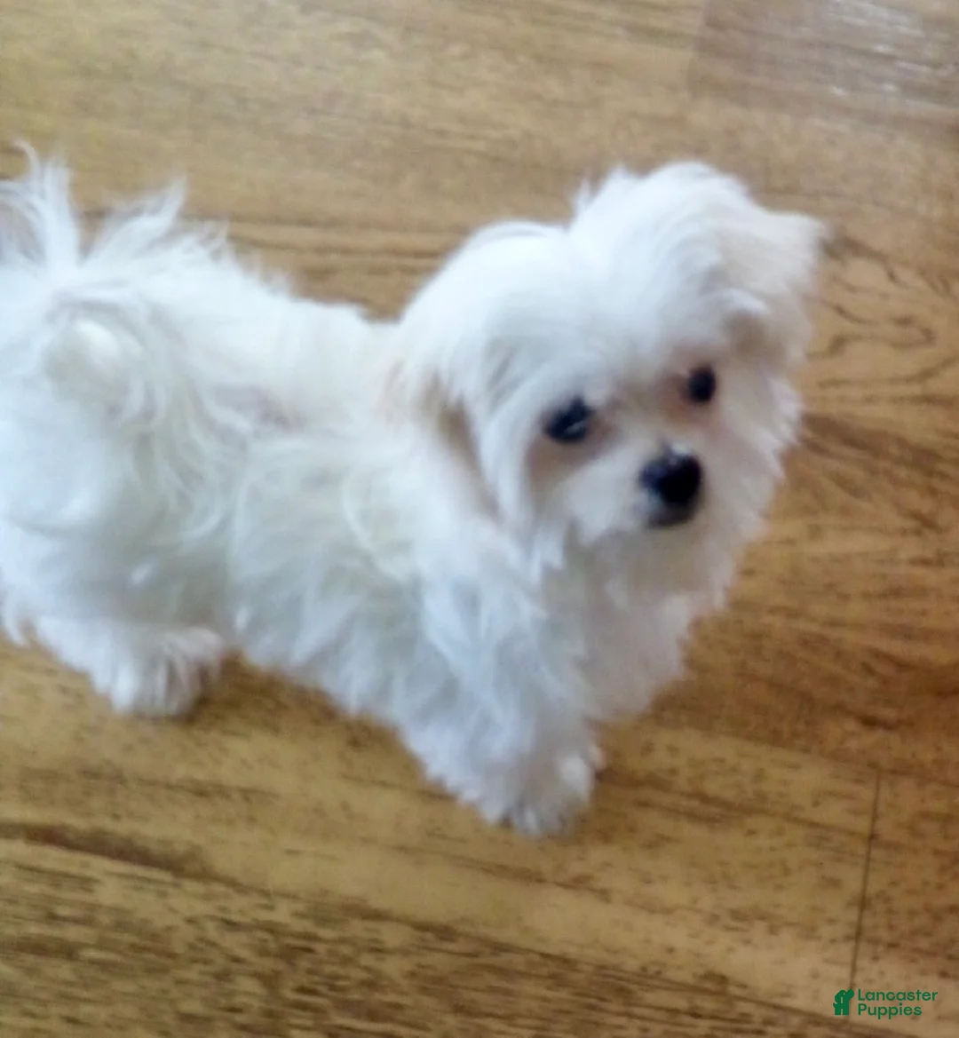 Maltese dogs for sale: Teacup Trayson - Ad 1