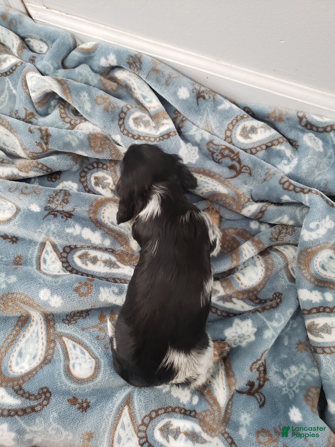Miniature Dachshund dogs for sale: Theo - Ad 3