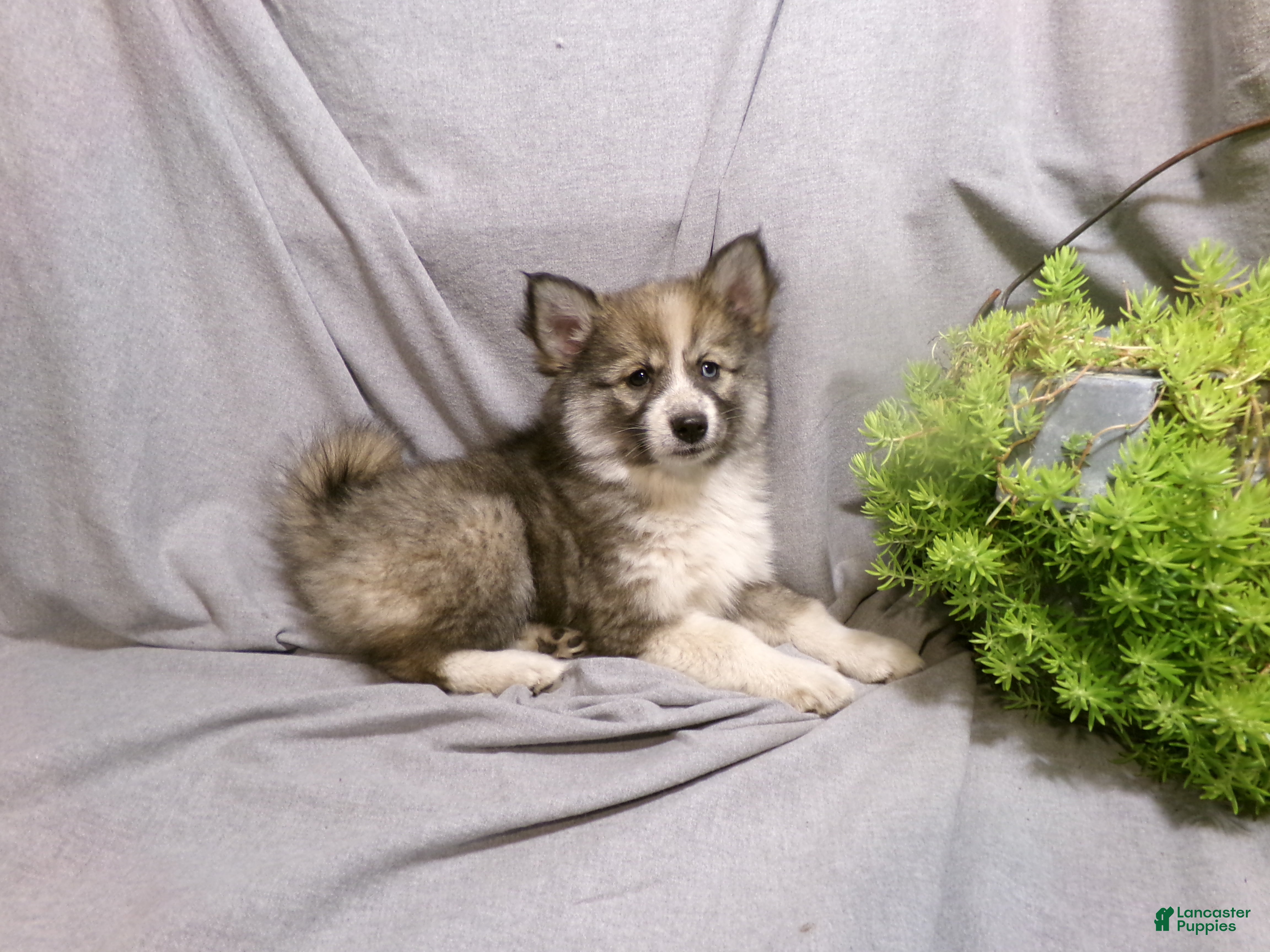 Pomsky dogs Emma - Ad 1