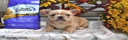 French Bulldog dogs for sale: Waffles - Ad 4