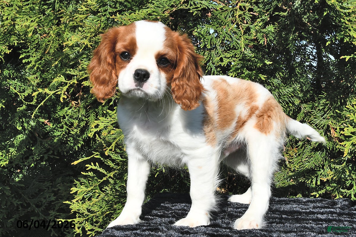 Cavalier King Charles Spaniel dogs Riley - Ad 1