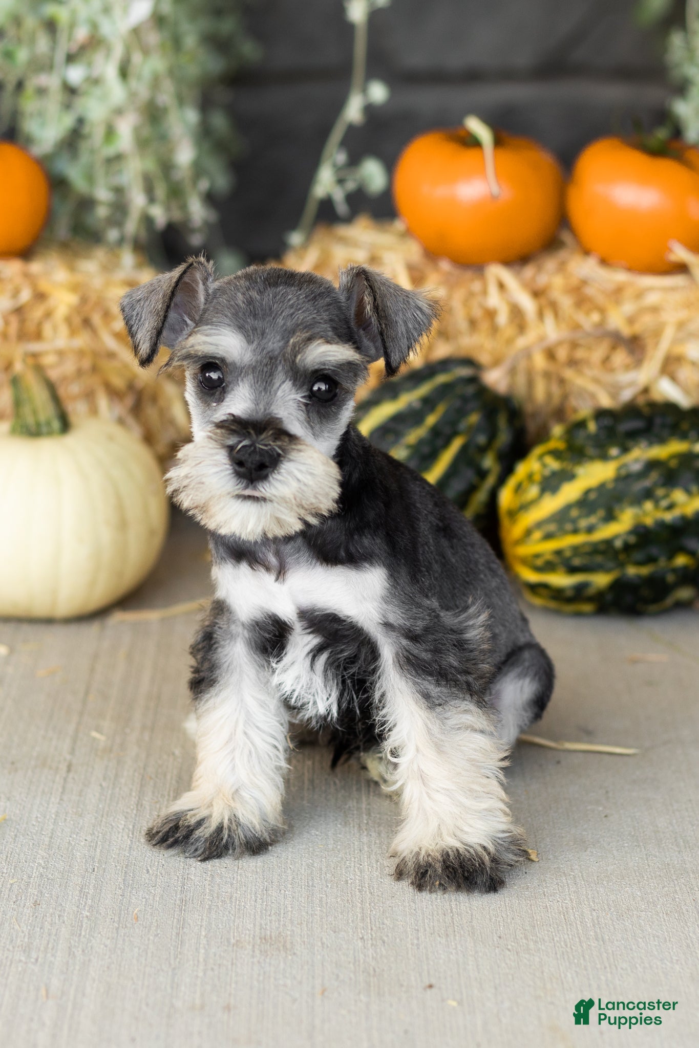 Miniature Schnauzer dogs Sal  - Ad 42