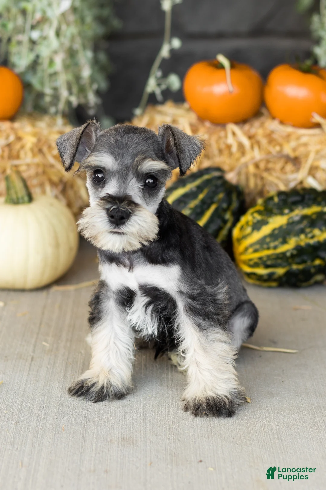 Miniature Schnauzer dogs for sale: Sal  - Ad 1