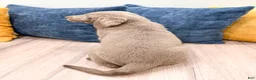 Labrador Retriever dogs for sale: Sage - Ad 4