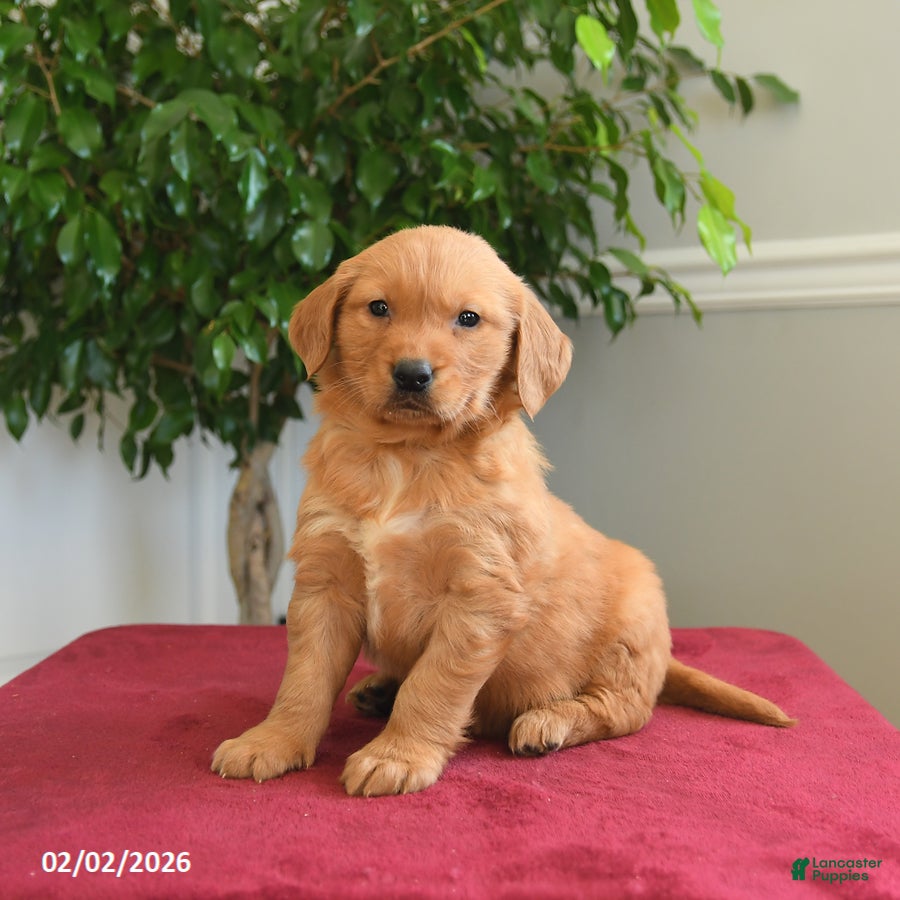 Golden Retriever dogs Rolo - Ad 8