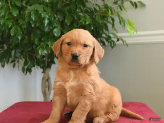 Golden Retriever dogs Rolo - Ad 15