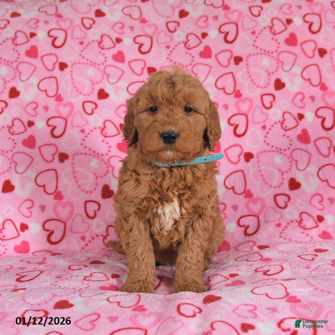 Goldendoodle dogs for sale: Buddy - Ad 4