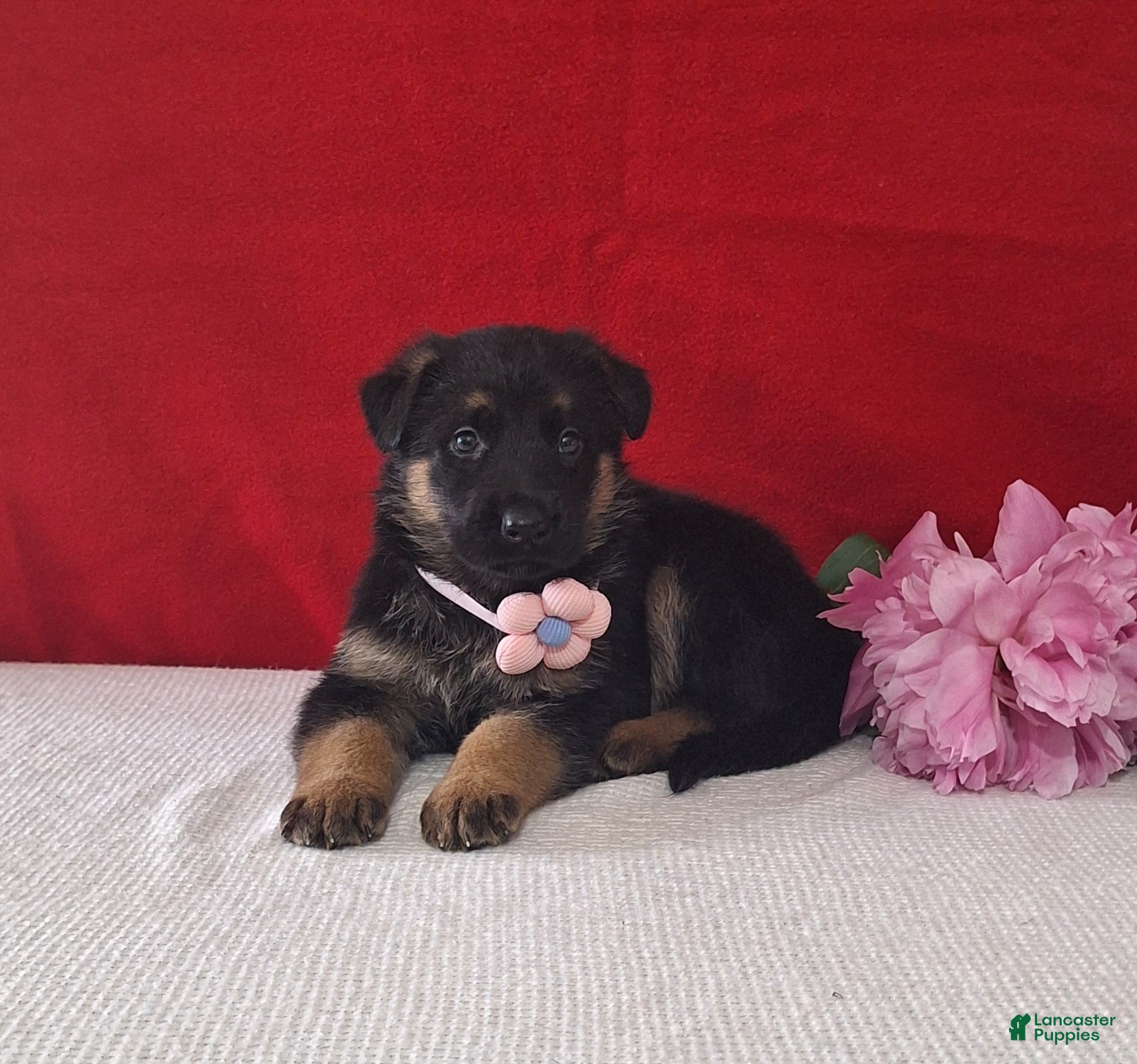 German Shepherd dogs Lita - Ad 2