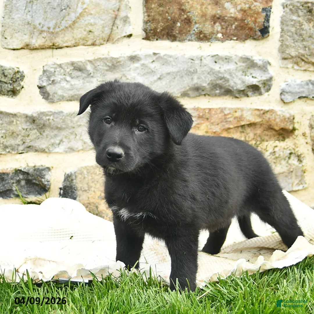 Mixed Breed dogs for sale: Comet  - Ad 2