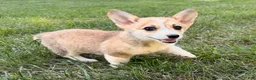 Welsh Corgi Pembroke dogs for sale: Ella - Ad 4