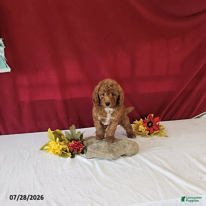 Mini Goldendoodle dogs Hossay - Ad 2