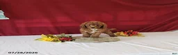 Mini Goldendoodle dogs for sale: Hossay - Ad 2