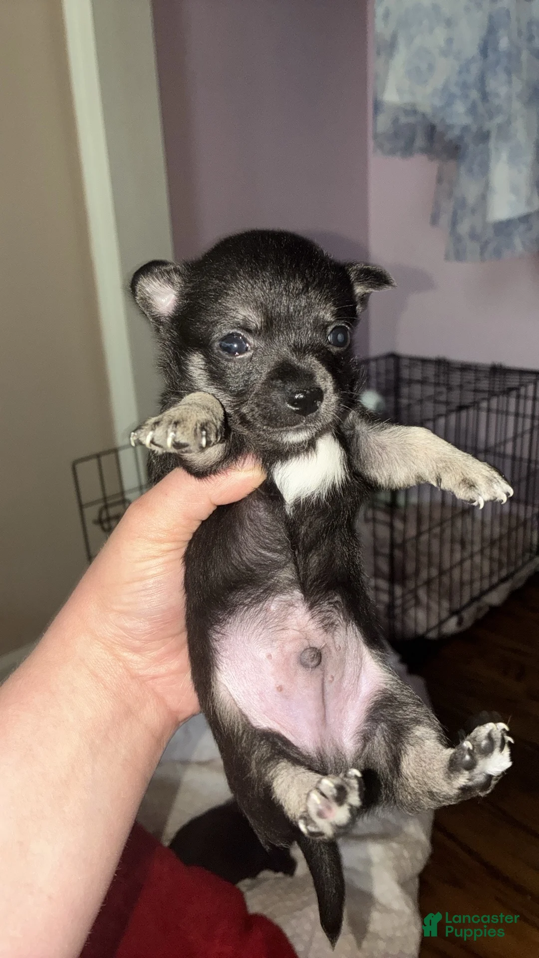 Chihuahua dogs for sale: Chihuahua Puppy 1 - Ad 2