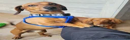Dachshund dogs for sale: Dachshund 1 - Ad 4