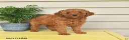 Miniature Poodle dogs for sale: Laurie - Ad 2