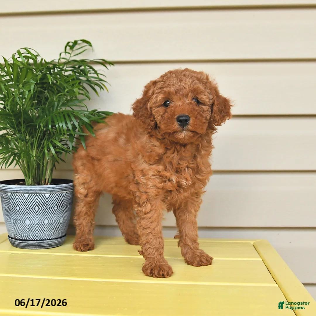 Miniature Poodle dogs for sale: Laurie - Ad 2