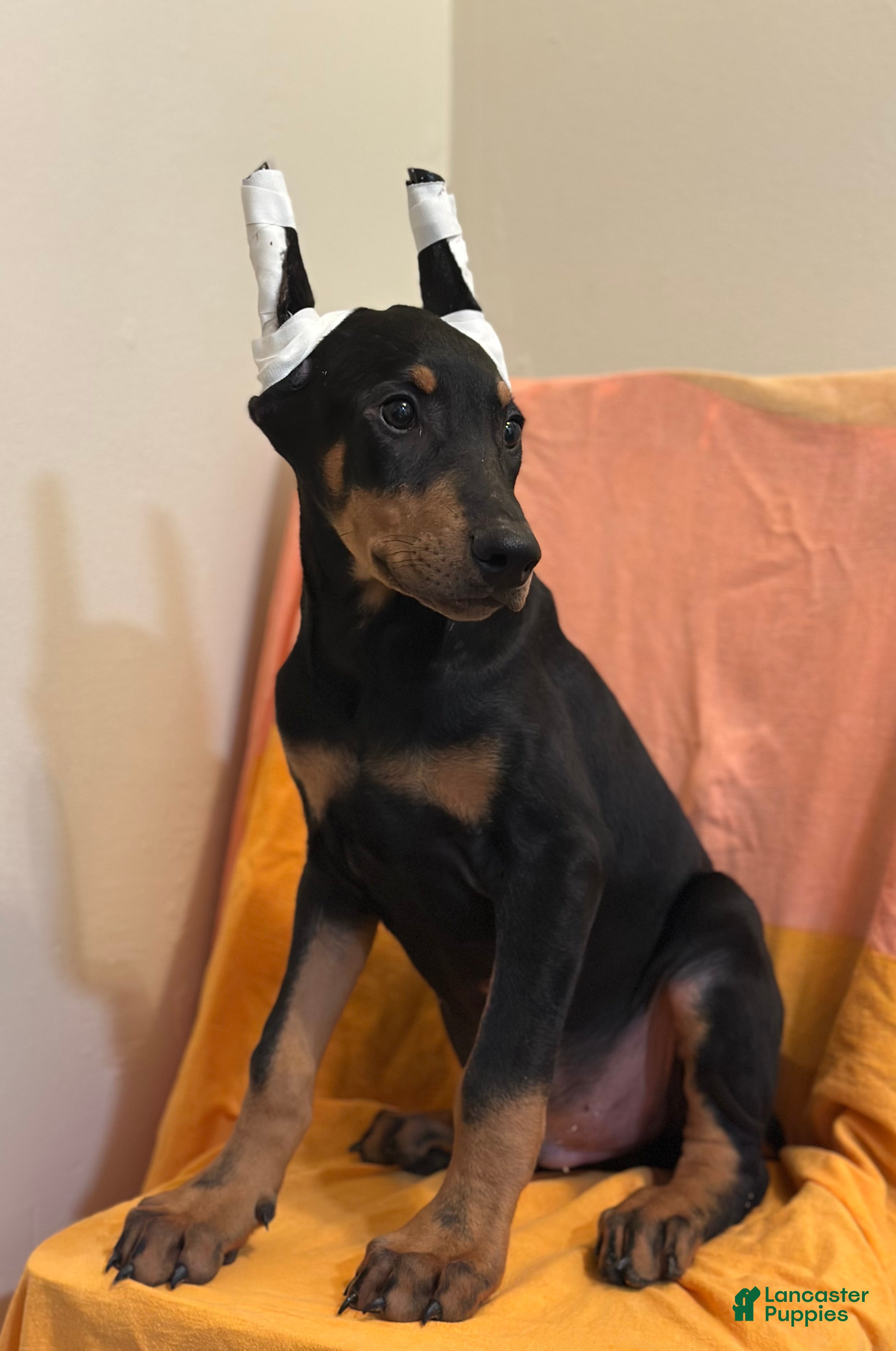 Doberman Pinscher dogs Black/Rust Male Doberman  - Ad 18