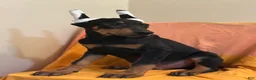 Doberman Pinscher dogs for sale: Black/Rust Male Doberman  - Ad 1