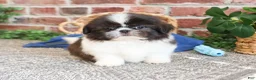 Shih Tzu dogs for sale: Aztec - Ad 7