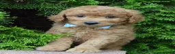 Mini Goldendoodle dogs for sale: Mini Ginger - Ad 13