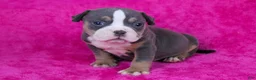 American Bully dogs for sale: Blue Tri Merle Female - Ad 9