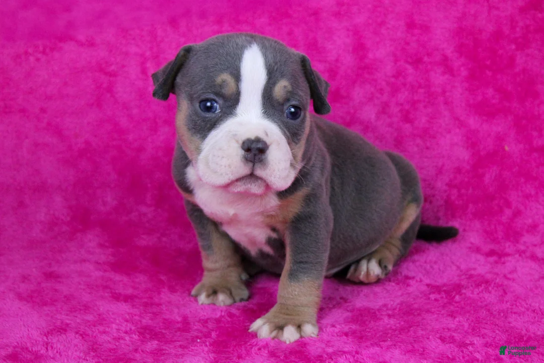American Bully dogs for sale: Blue Tri Merle Female - Ad 9