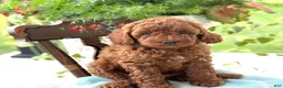 Miniature Poodle dogs for sale: Teddy - Ad 7